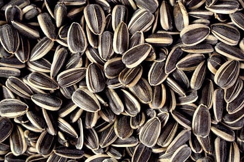 تصویر 3 از مرغوب ترین تخمه آفتابگردان اردبیل طعمی فوق العاده